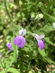 Collinsia multicolor