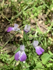 Collinsia multicolor