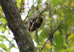 Lepidocolaptes affinis