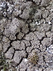 Fuscopannaria praetermissa