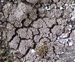 Fuscopannaria praetermissa