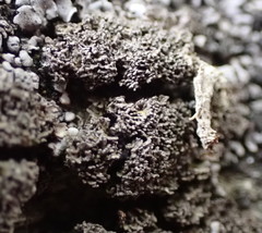 Fuscopannaria praetermissa