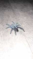 Avicularia avicularia