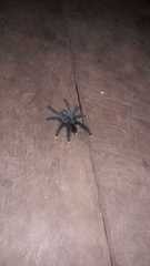 Avicularia avicularia