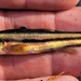 Northern Redbelly × Finescale Dace - Photo (c) Alex J Burchard, some rights reserved (CC BY-NC), uploaded by Alex J Burchard