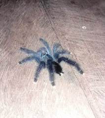 Avicularia avicularia