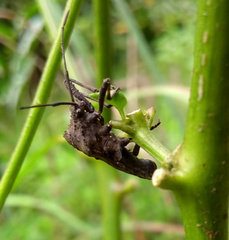 Camptischium
