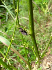 Camptischium