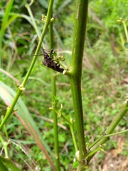 Camptischium