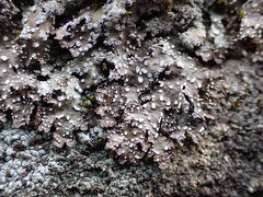 Punctelia stictica