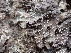 Punctelia stictica