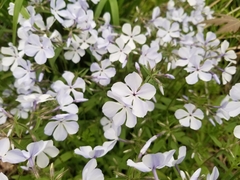Phlox divaricata laphamii