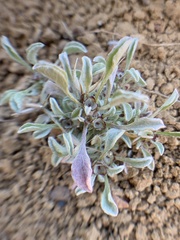 Hesperevax sparsiflora