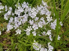 Phlox divaricata laphamii
