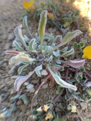 Hesperevax sparsiflora