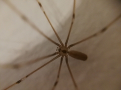Pholcus phalangioides