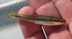 Notropis heterolepis