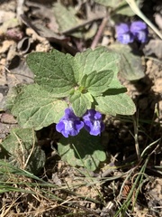Scutellaria tuberosa