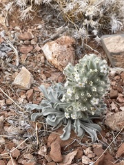 Oreocarya virginensis