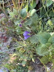 Scutellaria tuberosa