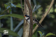 Arremon flavirostris