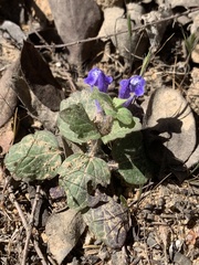 Scutellaria tuberosa