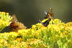 Catasticta flisa flisa