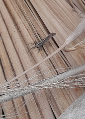 Anolis sagrei