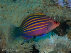 Pseudocheilinus hexataenia