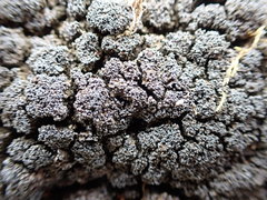 Fuscopannaria maritima