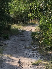 Dasyornis brachypterus