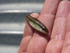Notropis heterolepis