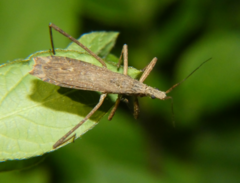 Pygolampis pectoralis