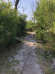 Dasyornis brachypterus