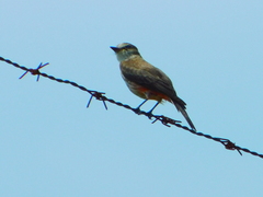 Pyrocephalus rubinus