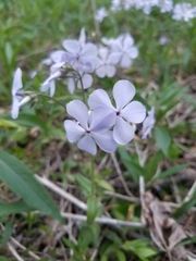 Phlox divaricata laphamii