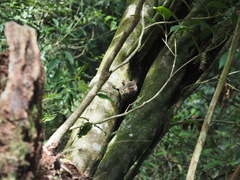 Tamiops maritimus formosanus