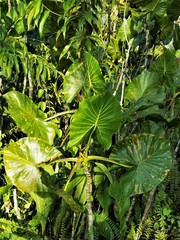Montrichardia linifera
