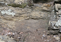 Strophomenata
