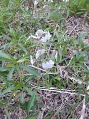 Phlox divaricata laphamii