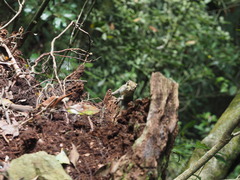 Tamiops maritimus formosanus