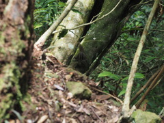 Tamiops maritimus formosanus