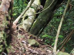 Tamiops maritimus formosanus