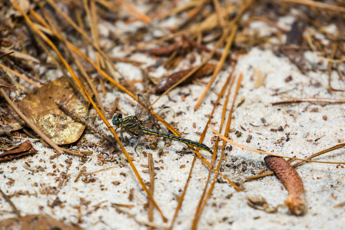Hodges's Clubtail photo 4