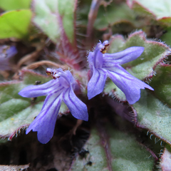 Ajuga decumbens