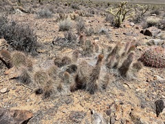 Opuntia polyacantha erinacea