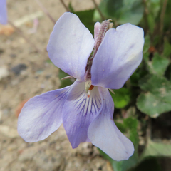 Viola grypoceras