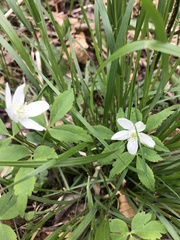 Anemonoides quinquefolia