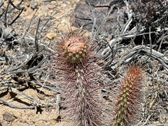 Opuntia polyacantha erinacea
