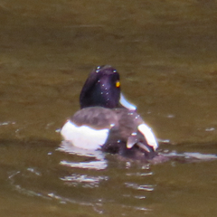 Aythya fuligula